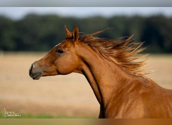 Arabian horses, Mare, 8 years, 15,1 hh, Chestnut-Red