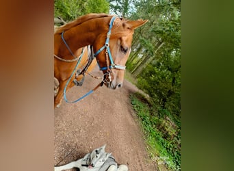 Arabian horses, Mare, 8 years, 15,1 hh, Chestnut-Red
