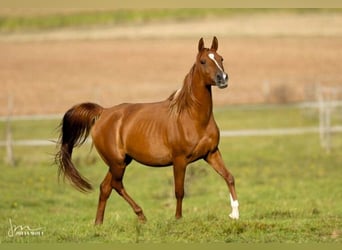 Arabian horses, Mare, 8 years, 15,1 hh, Chestnut-Red