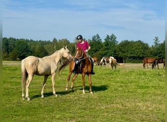 Arabian horses, Mare, 8 years, 15,1 hh, Chestnut-Red