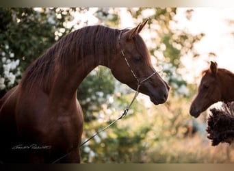 Arabian horses, Mare, 8 years, 15,2 hh, Chestnut