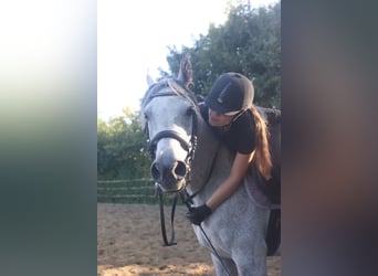 Arabian horses, Mare, 8 years, 15,2 hh, White