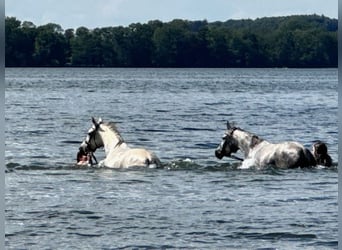 Arabian horses, Mare, 8 years, 15,2 hh, White