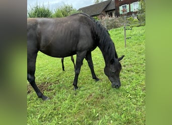 Arabian horses, Mare, 8 years, 16 hh, Black