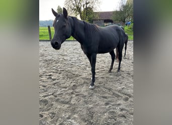 Arabian horses, Mare, 8 years, 16 hh, Black