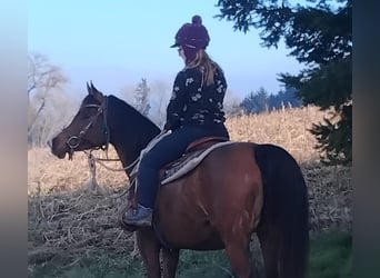 Arabian horses, Mare, 8 years, Brown