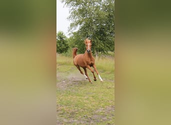 Arabian horses, Mare, 8 years, Chestnut-Red