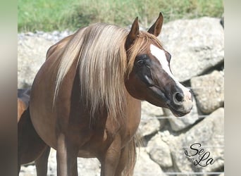 Arabian horses, Mare, 8 years, Chestnut