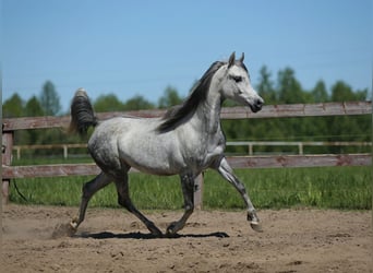 Arabian horses, Mare, 8 years, Gray