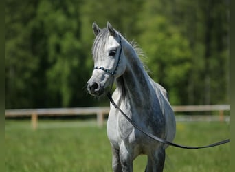 Arabian horses, Mare, 8 years, Gray