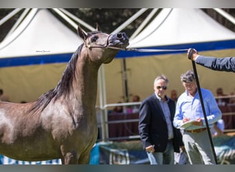 Arabian horses, Mare, 8 years, Gray