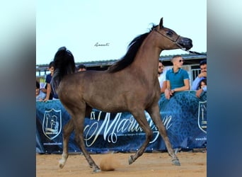 Arabian horses, Mare, 8 years, Gray