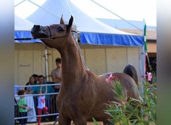 Arabian horses, Mare, 8 years, Gray