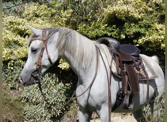 Arabian horses, Mare, 8 years, Grey