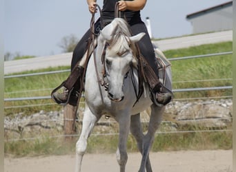 Arabian horses, Mare, 8 years, Grey