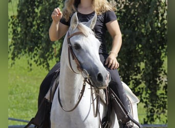 Arabian horses, Mare, 8 years, Grey