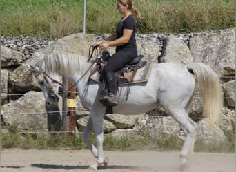 Arabian horses, Mare, 8 years, Grey
