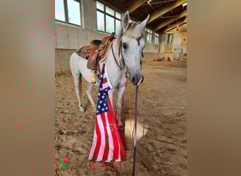 Arabian horses, Mare, 8 years, Grey