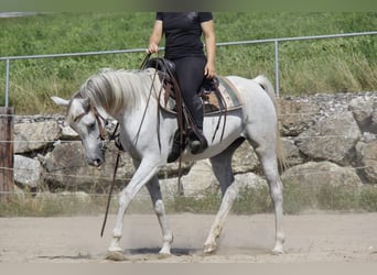 Arabian horses, Mare, 8 years, Grey