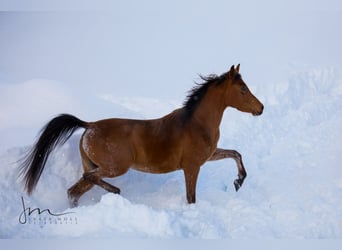 Arabian horses, Mare, 9 years, 13.3 hh, Brown