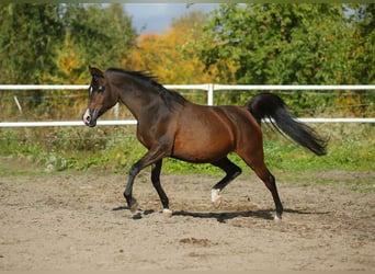 Arabian horses, Mare, 9 years, 14.2 hh, Bay-Dark