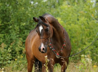 Arabian horses, Mare, 9 years, 14.2 hh, Bay-Dark