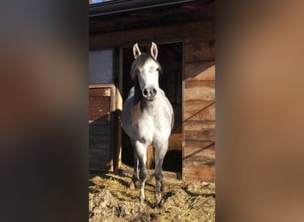 Arabian horses, Mare, 9 years, 14.2 hh, Gray-Fleabitten