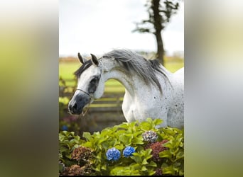 Arabian horses, Mare, 9 years, 14.2 hh, Gray
