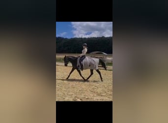 Arabian horses, Mare, 9 years, 14,2 hh, Rabicano