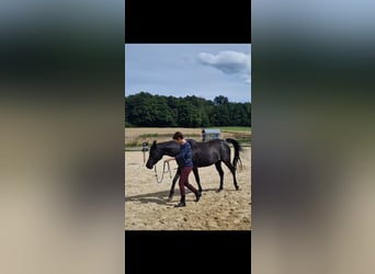 Arabian horses, Mare, 9 years, 14,2 hh, Rabicano