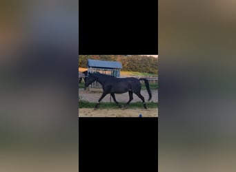 Arabian horses, Mare, 9 years, 14,2 hh, Rabicano