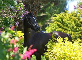 Arabian horses, Mare, 9 years, 14.3 hh, Black