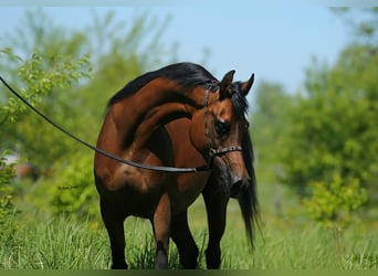 Arabian horses, Mare, 9 years, 14,3 hh, Brown