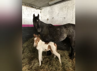 Arabian horses, Mare, 9 years, 14,2 hh, Black