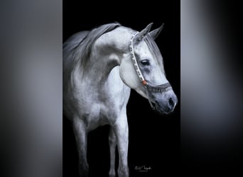 Arabian horses, Mare, 9 years, 14,3 hh, Grey-Fleabitten