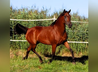 Arabian horses, Mare, 9 years, 15.1 hh, Bay-Dark