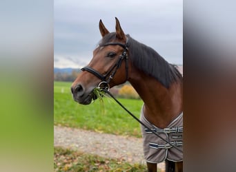 Arabian horses Mix, Mare, 9 years, 15.1 hh, Brown