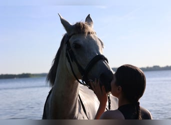 Arabian horses, Mare, 9 years, 15.1 hh, Gray-Fleabitten