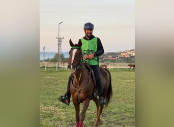 Arabian horses, Mare, 9 years, 15.2 hh, Brown