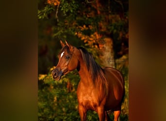 Arabian horses, Mare, 9 years, 15 hh, Bay