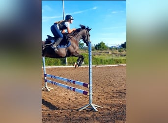 Arabian horses, Mare, 9 years, 15,1 hh, Smoky-Black