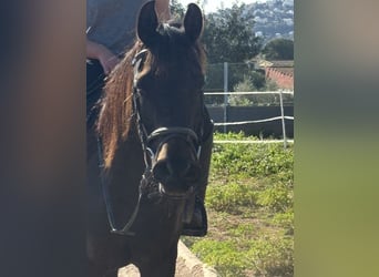 Arabian horses, Mare, 9 years, 15,1 hh, Smoky-Black