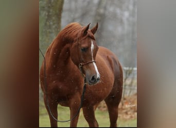 Arabian horses, Mare, 9 years, 15,2 hh, Chestnut-Red