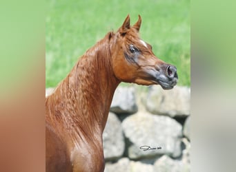 Arabian horses, Mare, 9 years