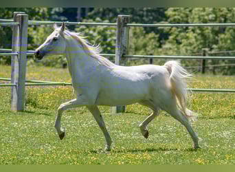 Arabian horses, Mare, 9 years, Gray
