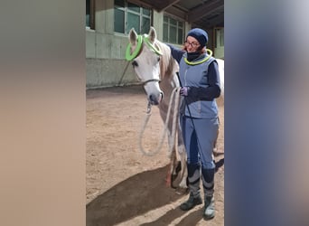 Arabian horses, Mare, 9 years, Grey