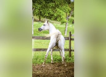 Arabian horses, Mare, 9 years, White