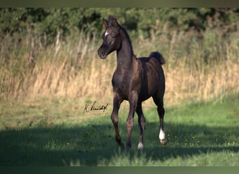Arabian horses, Mare, Foal (05/2023), 14.2 hh, Black