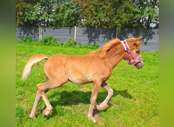 Arabian horses Mix, Mare, Foal (04/2023), 14.2 hh, Chestnut-Red