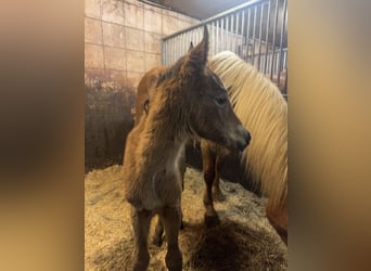 Arabian horses Mix, Mare, Foal (01/2026), 14,2 hh, Brown